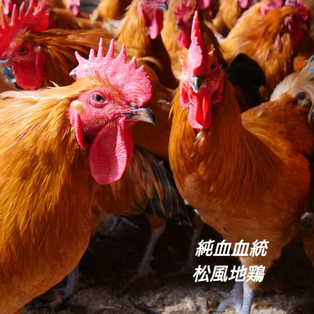 日本鶏 名古屋コーチン松風地どり