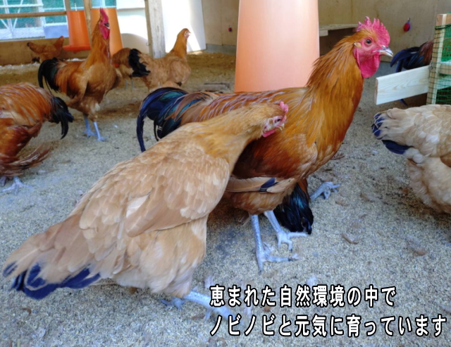 恵まれた自然環境の中でノビノビと元気に育ちます