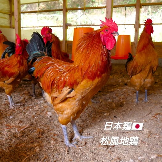 恵まれた自然環境の中でノビノビと元気に育ちます