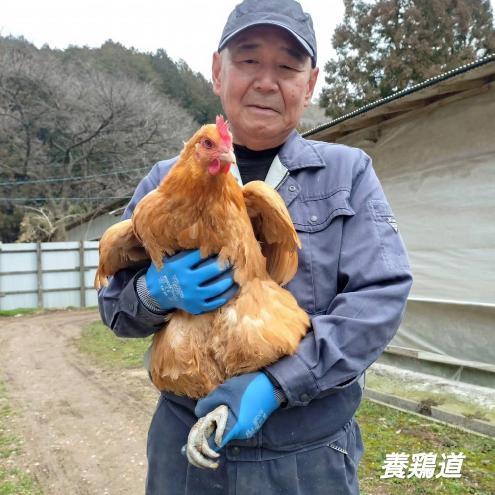 名古屋コーチン松風地鶏　メス鶏